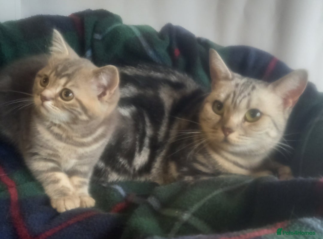British Shorthair cats for sale: GCCF Registered BSH Kitten - Image 5