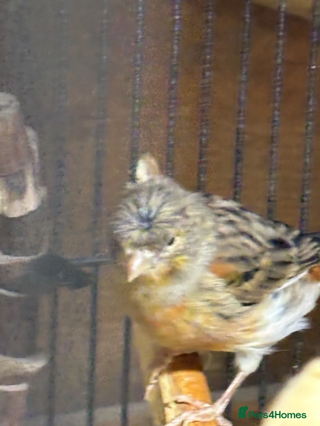 Canaries birds for sale: Pretty pair of canaries - Advert 2