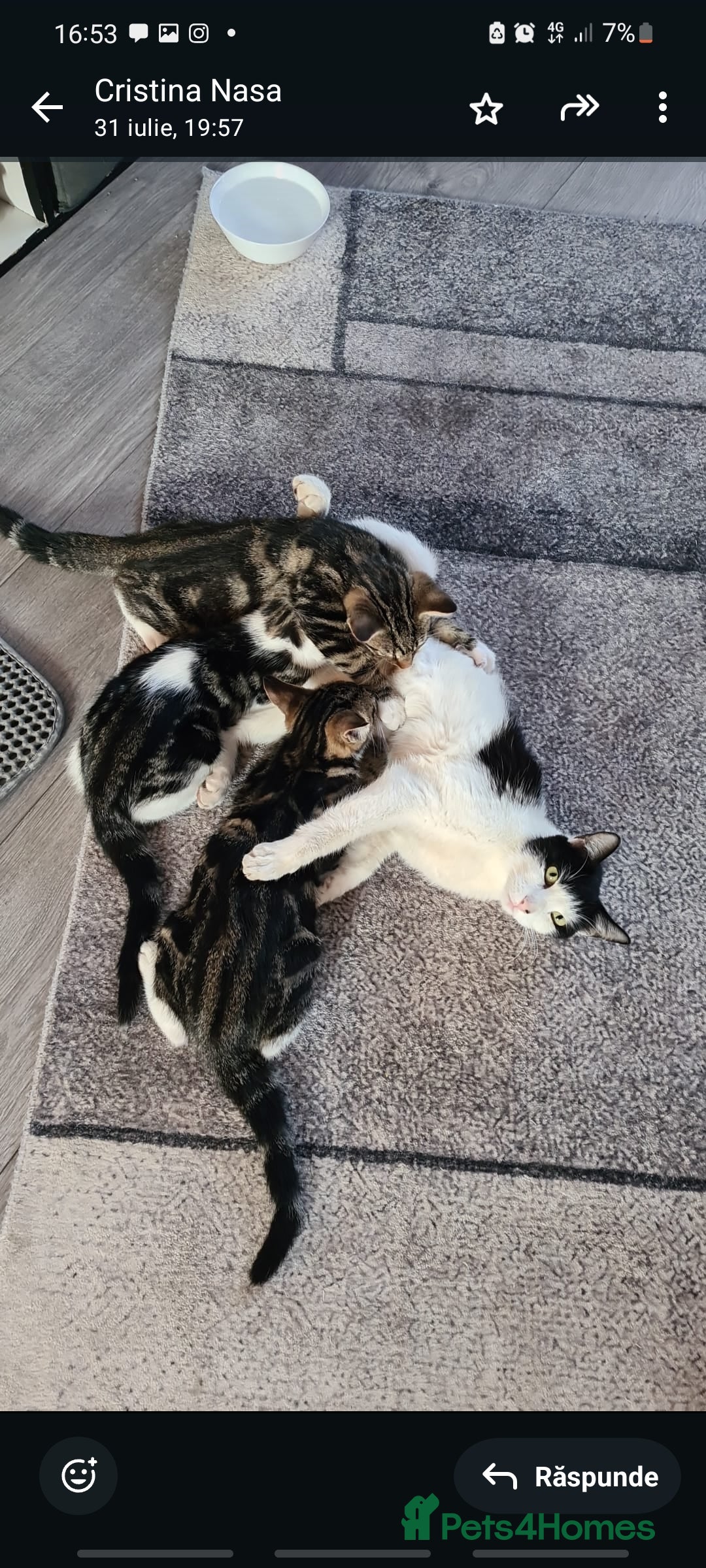 Mixed Breed cats for sale: ******s - Image 12