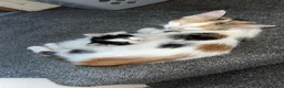 Mixed Breed cats for sale: 2 kittens in Dudley - Advert 4