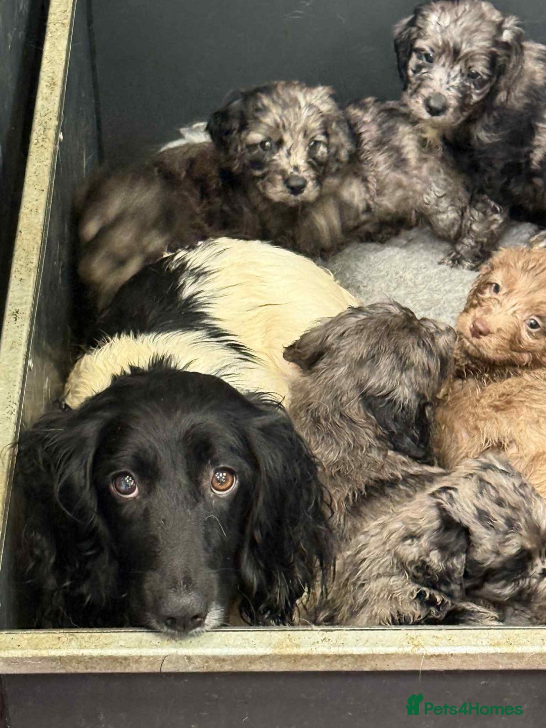 Sproodle dogs for sale: Adorable Sproodle Pups - Image 1