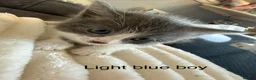 Mixed Breed cats for sale: Kitten for sale  in Southsea - Advert 5