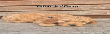 Cockapoo 3 (Black)