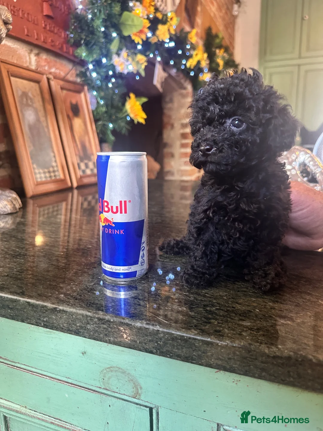 Toy Poodle dogs for sale: PERFECT LITTLE BLACK TOY BOY POODLE  - Advert 1