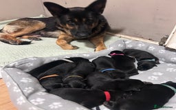 German Shepherd dogs for sale: German shepherd puppies  - Image 1