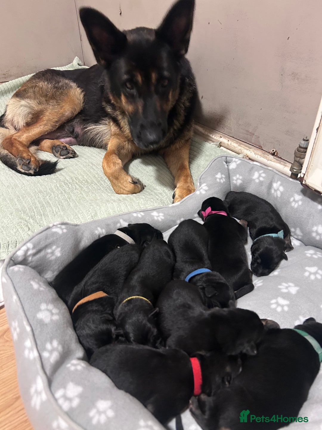 German Shepherd dogs for sale: German shepherd puppies  - Image 1