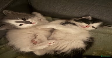 Mixed Breed cats - Advert 3