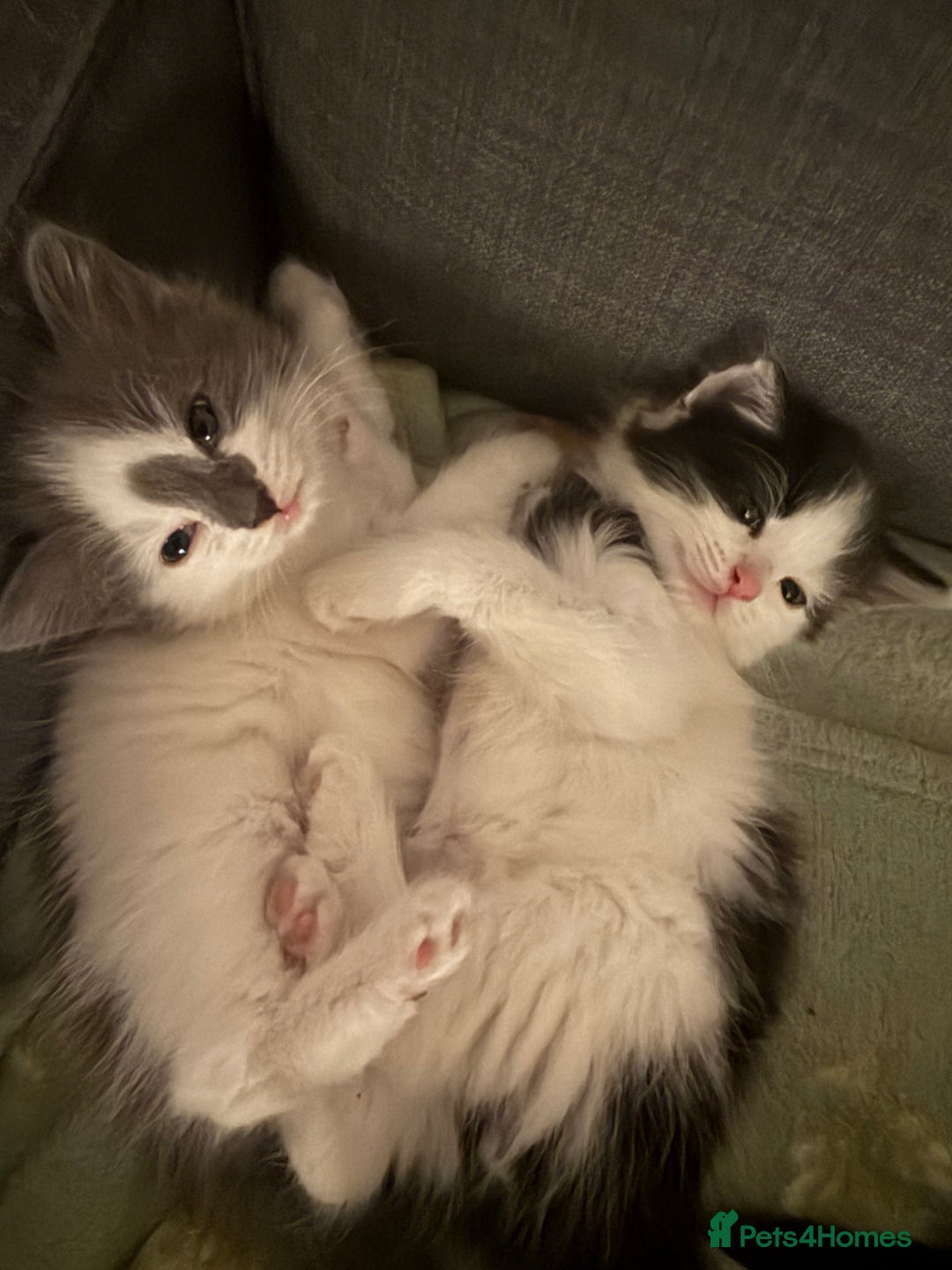 Mixed Breed cats for sale: Adorable Fluffy Kittens Looking for a Loving Home - Image 2
