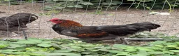 Chickens poultry for sale: Jersey Giant Cross Cockerel  in Melton Mowbray - Advert 4