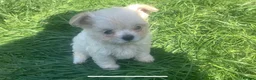 Mixed Breed dogs for sale: Maltese/chihuahua (malchi) pups - Advert 11