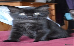 Mixed Breed cats for sale: Gorgeous female black smoke kitten 10 weeks old - Image 10