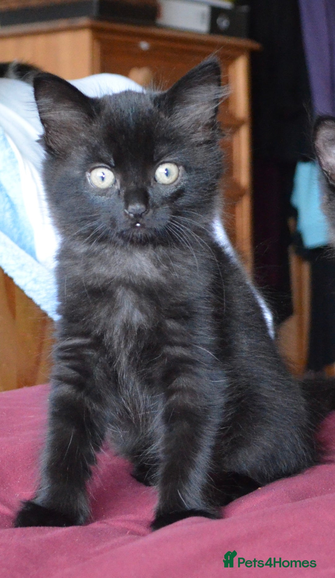 Mixed Breed cats for sale: Gorgeous female black smoke kitten 10 weeks old - Image 10