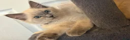 Ragdoll cats for sale: Pure Ragdoll Kittens Ready to leave  - Advert 12
