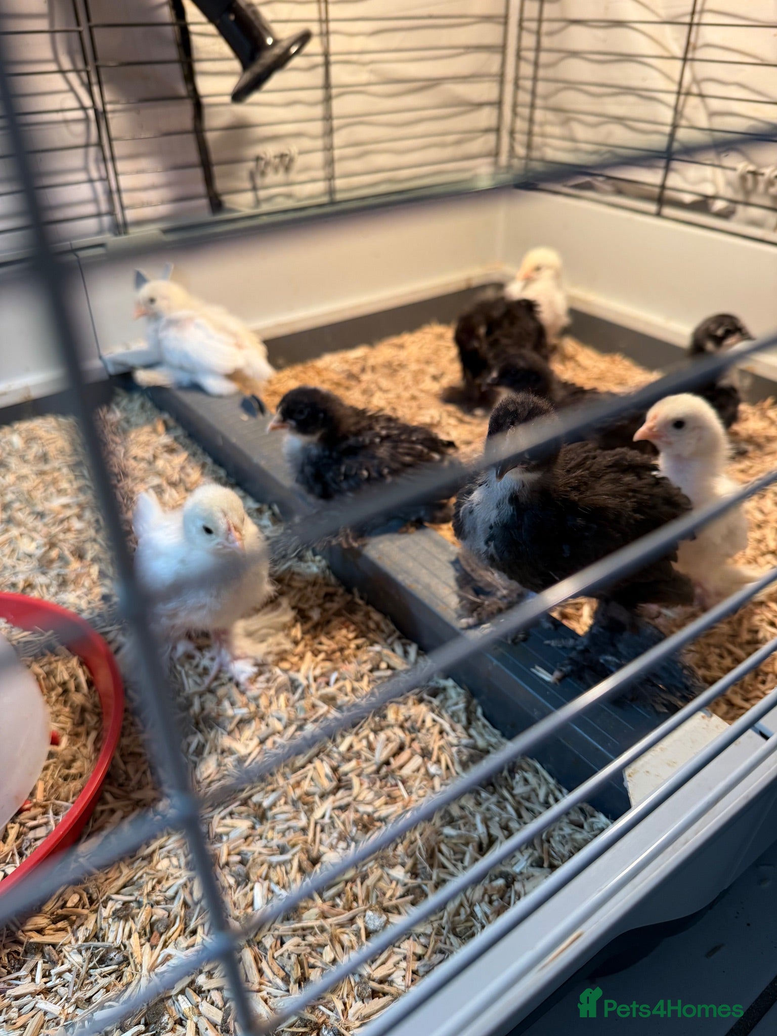 Chickens poultry Bantam chicks 3 weeks+ - Advert 1