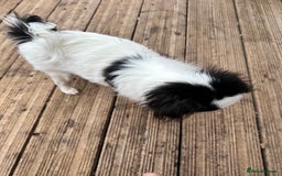 Japanese Chin dogs for sale: female - Advert 17