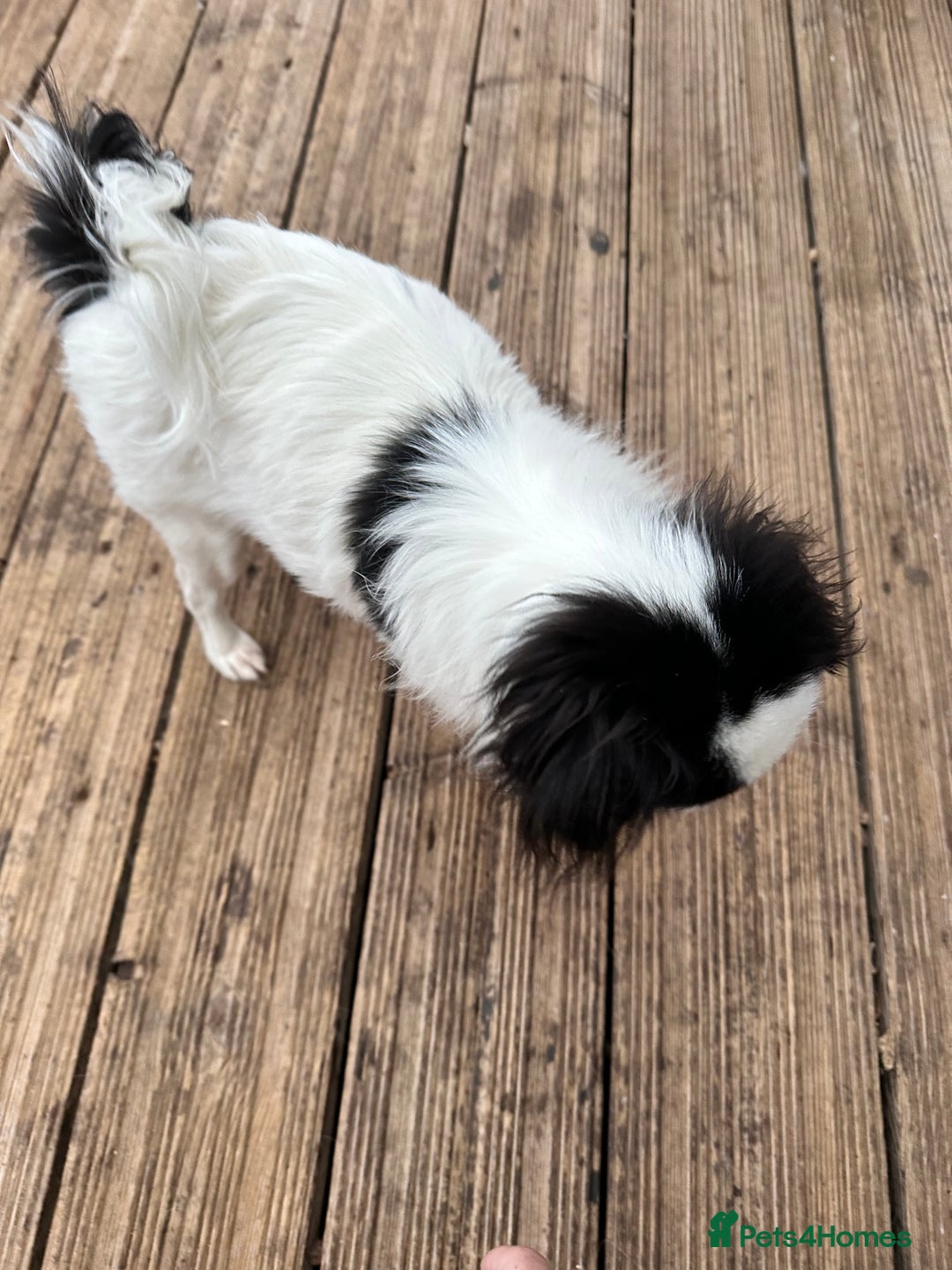 Japanese Chin dogs for sale: female - Advert 17