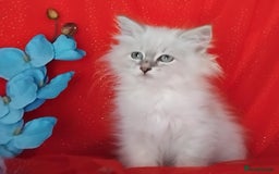 Siberian cats for sale: Siberian kittens for sale  - Image 11