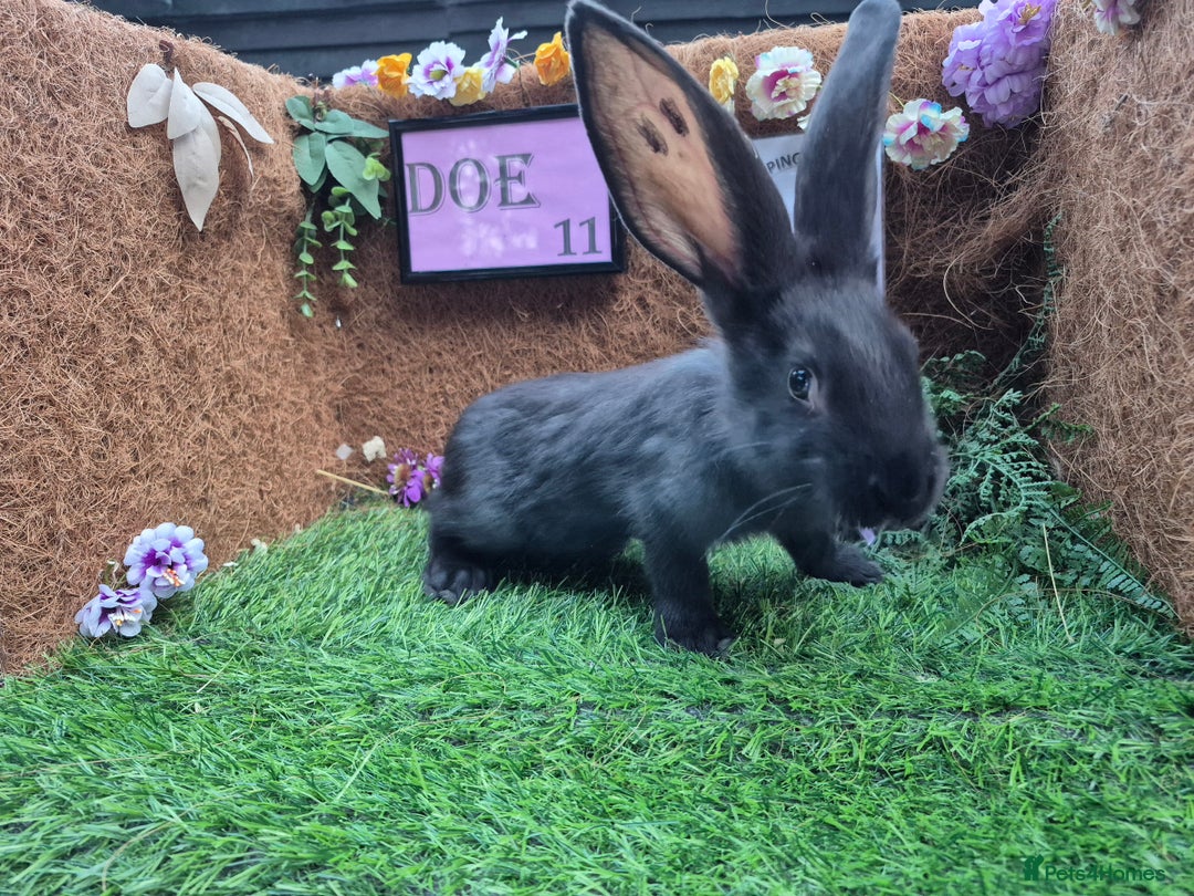 Continental Giant rabbits for sale: Pure Continental Giant Vaccinated  - Image 31