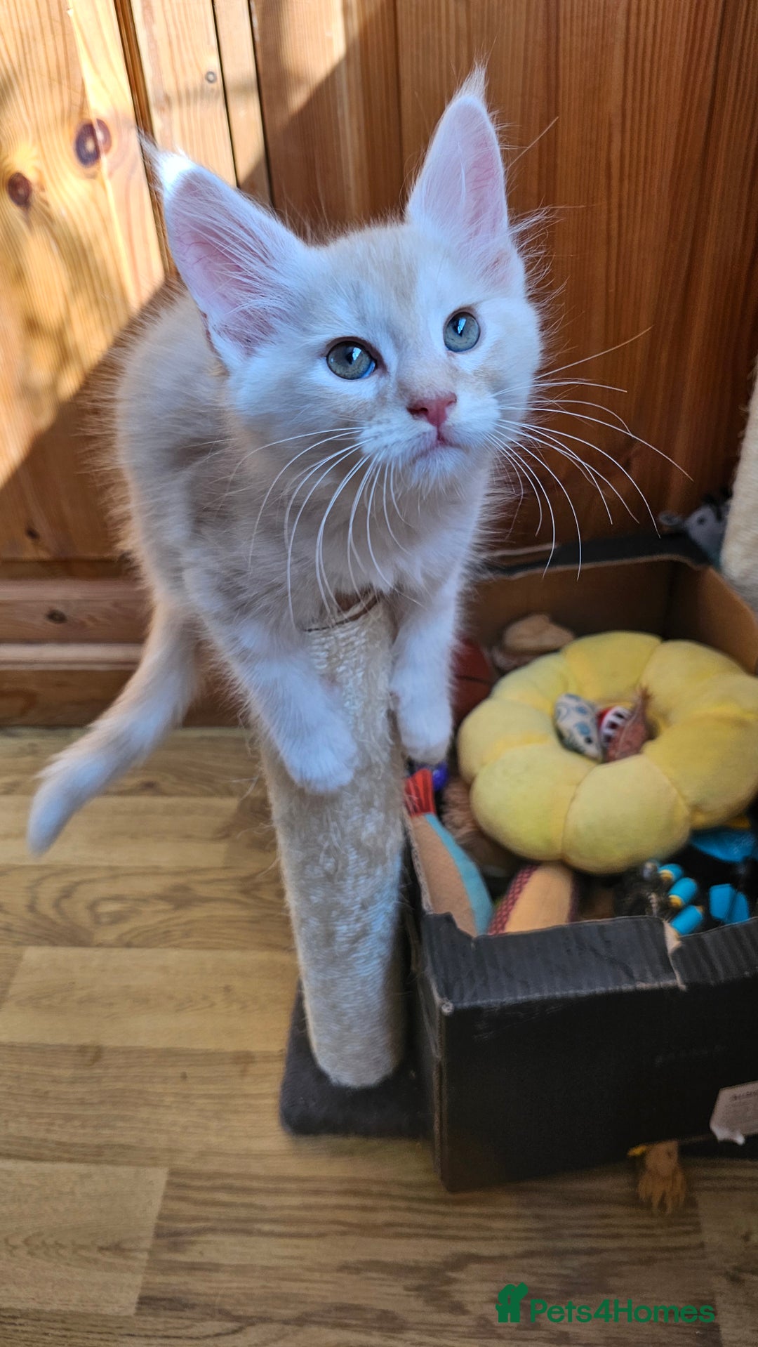Maine Coon cats for sale: LARGE BREED Maine Coon cross  - Image 2