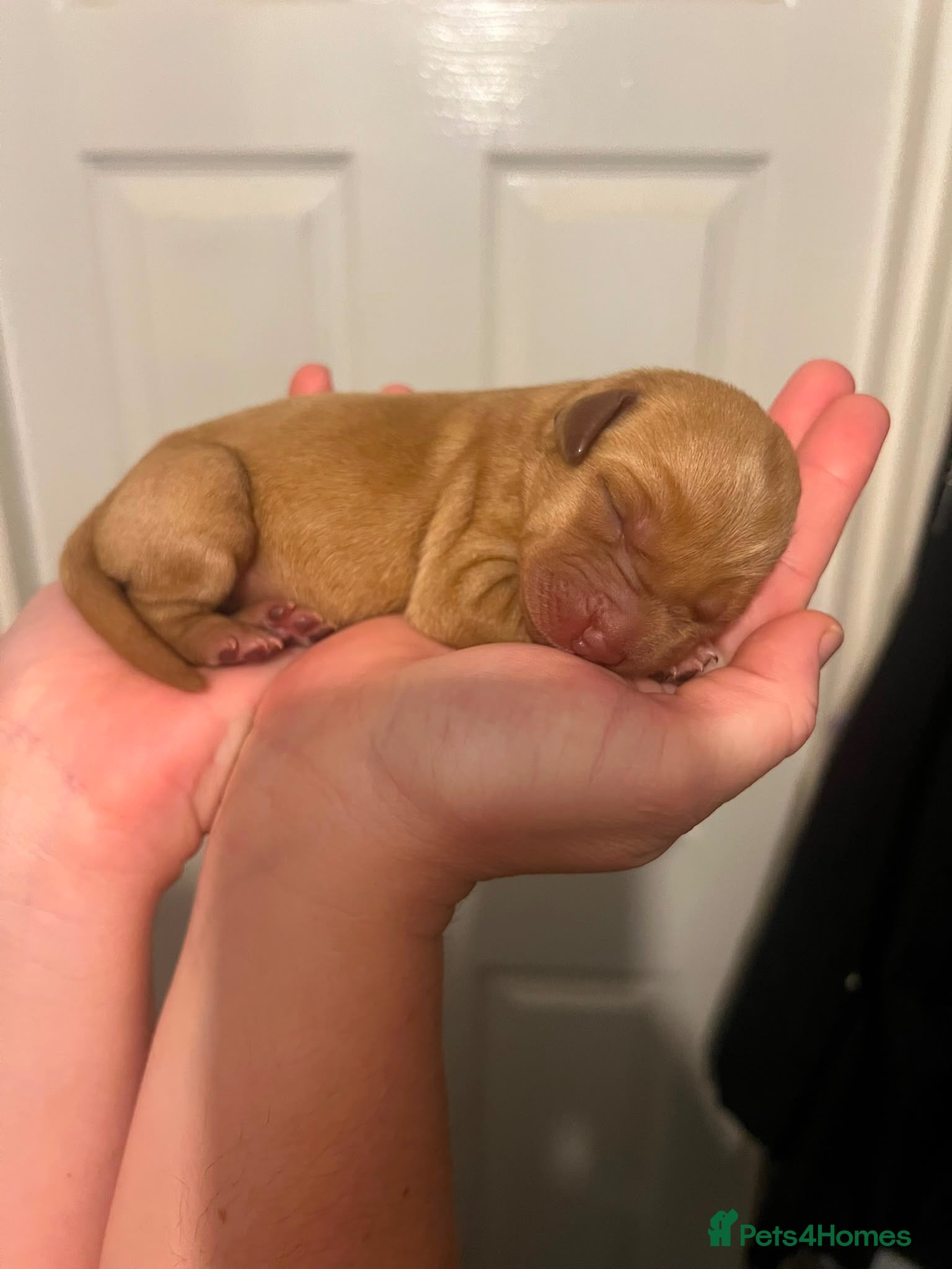 Labrador Retriever dogs 🔥 ❤️ Beautiful Labrador puppies 🔥❤️ - Advert 1