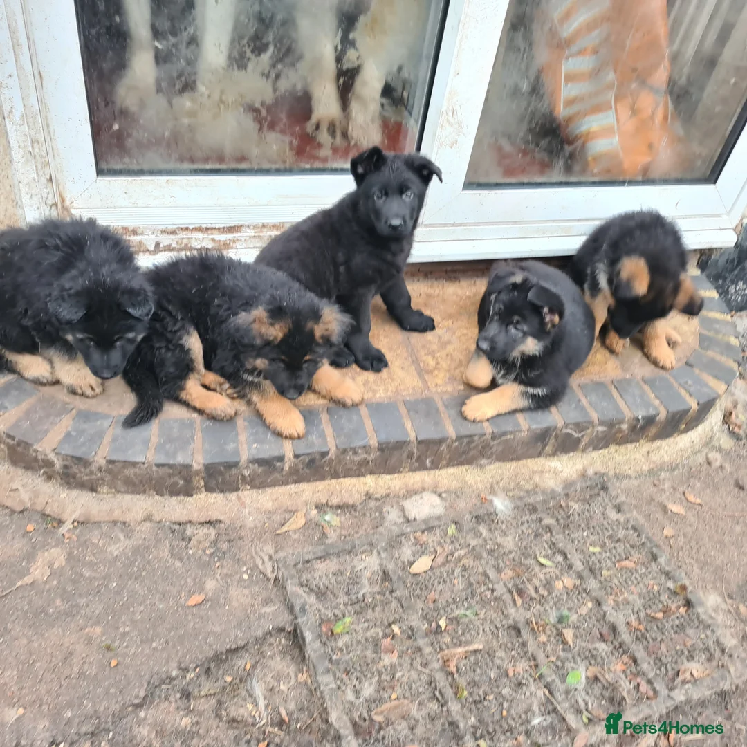 German Shepherd dogs for sale: Straight backed German Shepherd  - Advert 5