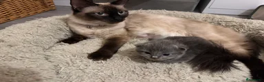 British Shorthair Kitten 1
