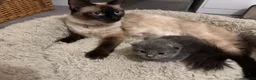 British Shorthair cats for sale: A beautiful kitten from a Ragdoll mother  - Advert 2