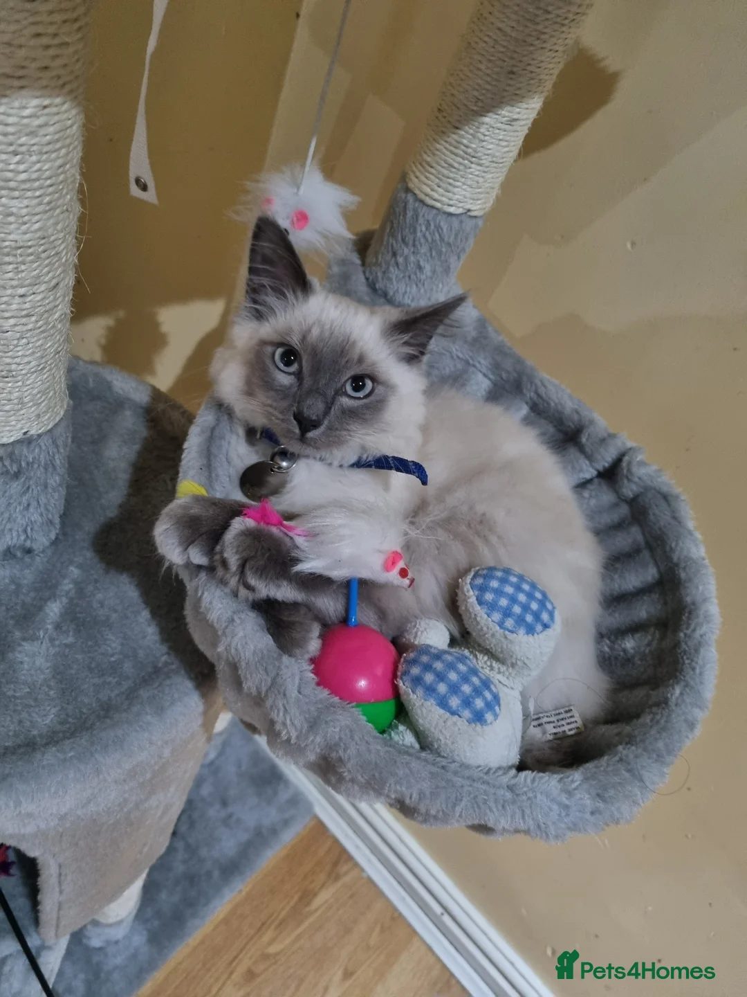 Mixed Breed cats for sale: Mixed Ragdoll & British Shorthair in Oldham - Advert 1