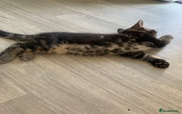 Domestic Shorthair cats for sale: Beautiful kittens ready to go 🐈‍⬛ - Image 24