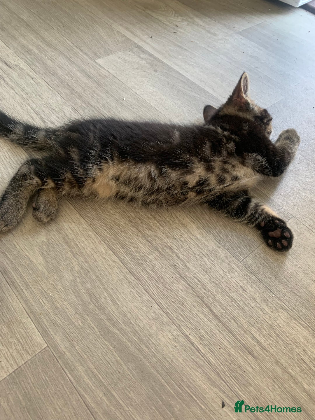 Domestic Shorthair cats for sale: Beautiful kittens ready to go 🐈‍⬛ - Image 24