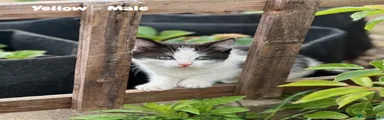 Mixed Breed Kitten 2