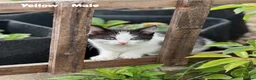 Mixed Breed cats for sale: Fluffy, Happy, Healthy Kittens! in Bungay - Advert 14