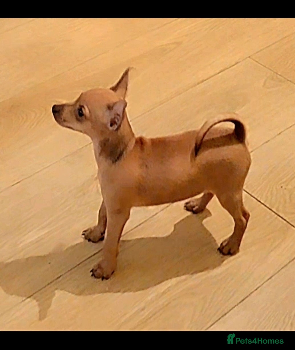 Miniature Pinscher dogs LAST PUPPY - LADYLUCKPINS KC MIN PINS - Advert 5