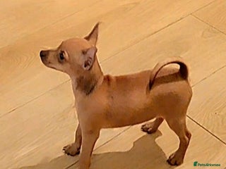 Miniature Pinscher dogs LAST TWO - LADYLUCKPINS KC MIN PINS - Advert 3