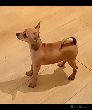 Miniature Pinscher dogs LAST TWO - LADYLUCKPINS KC MIN PINS - Advert 3
