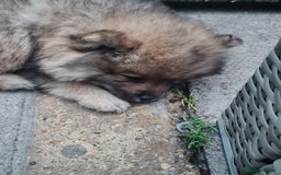 Mixed Breed dogs for sale: Ready now Pomeranian cross. ( Lapponian ) - Image 25