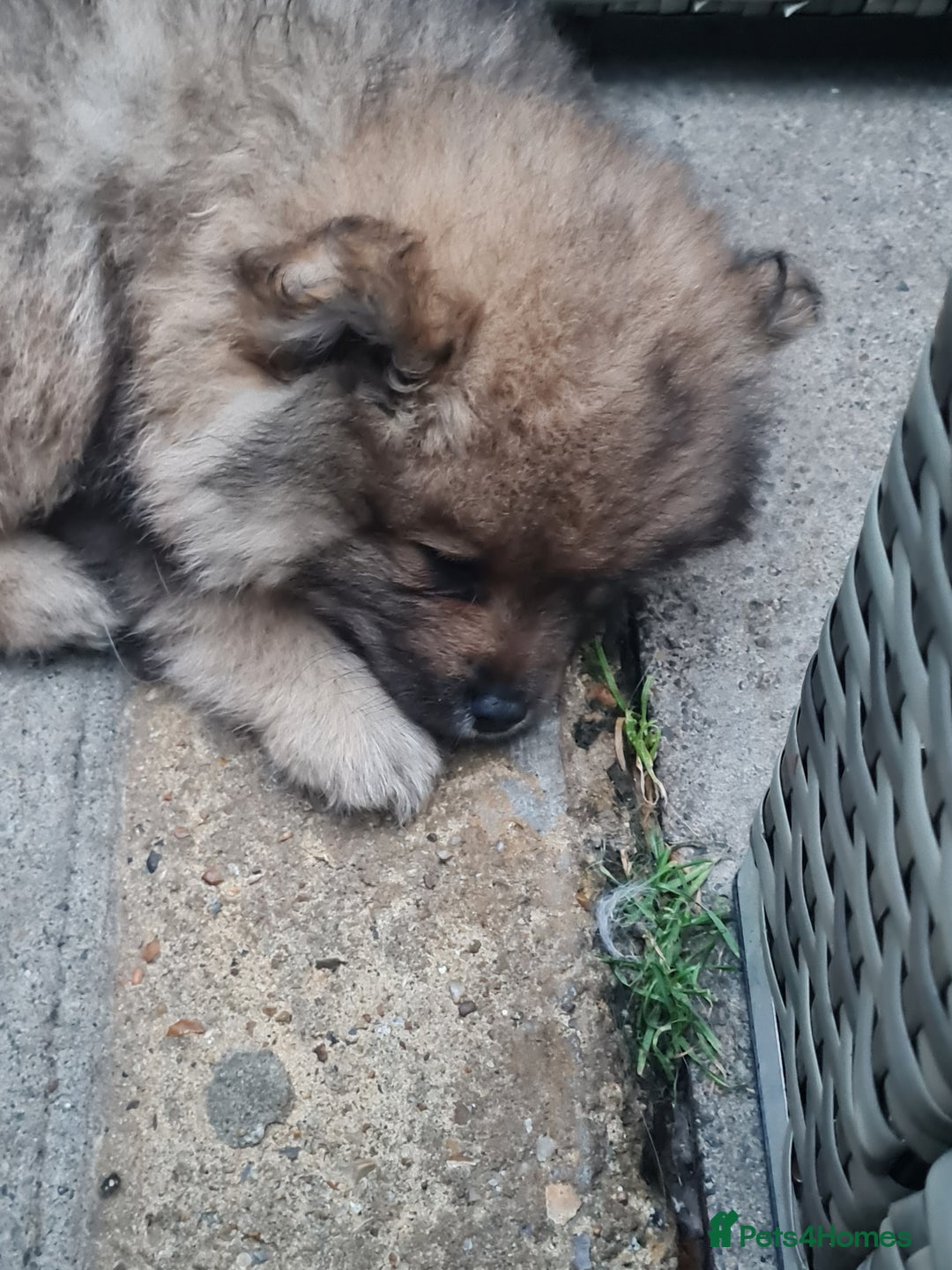Mixed Breed dogs for sale: Ready now Pomeranian cross. ( Lapponian ) - Image 25