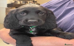 Sprocker dogs for sale: Beautiful Sprocker puppies HEALTH TESTED PARENTS - Image 40