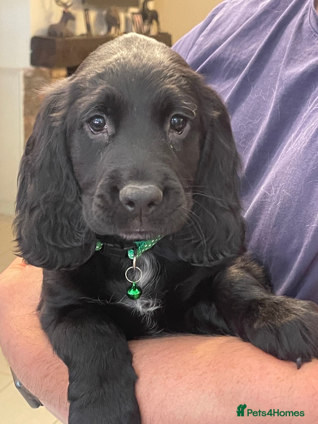 Sprocker dogs for sale: Beautiful Sprocker puppies HEALTH TESTED PARENTS - Image 40