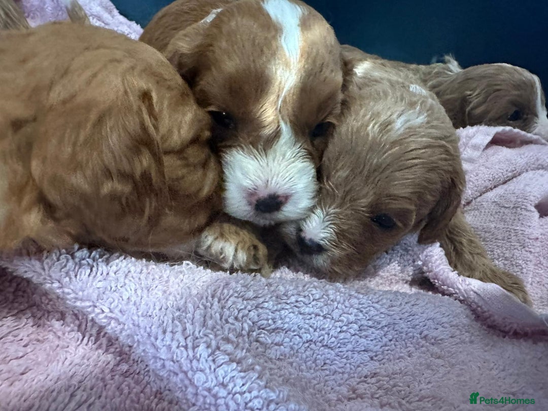 Cavapoo dogs for sale: One girl left has come available  - Image 9