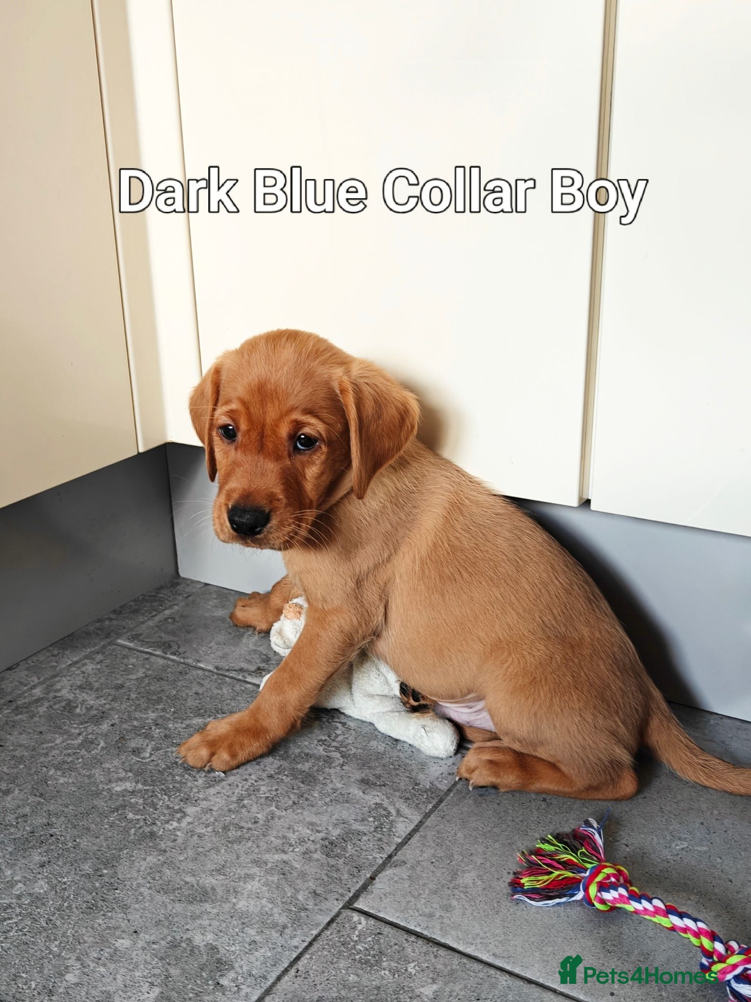 Labrador Retriever dogs Kc Reg Fox Red Labs From Health Tested Parents  - Advert 2