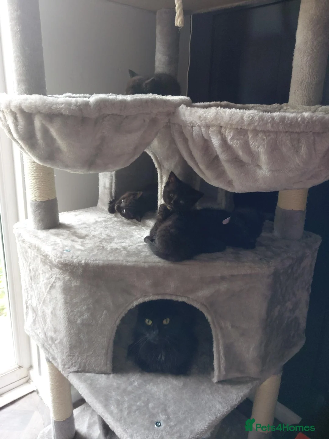 Mixed Breed cats for sale: Beautiful black fluffy babies 2 left - Advert 2