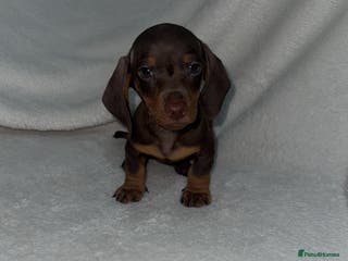 Dachshund dogs 2 TRUE MINIATURE CHOCOLATE AND TAN DACHSHUNDS - Advert 13