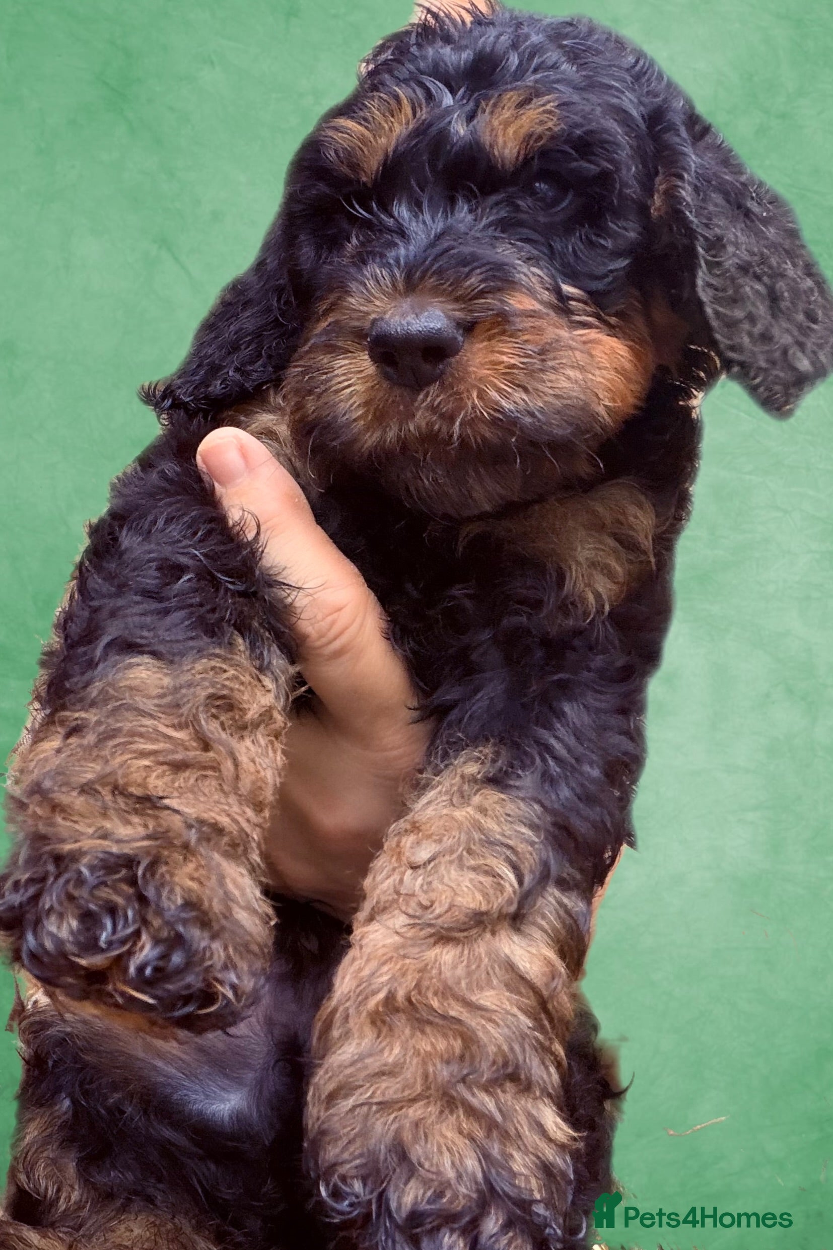 Mixed Breed dogs Stunning litter of Gordon Doodles. - Advert 2