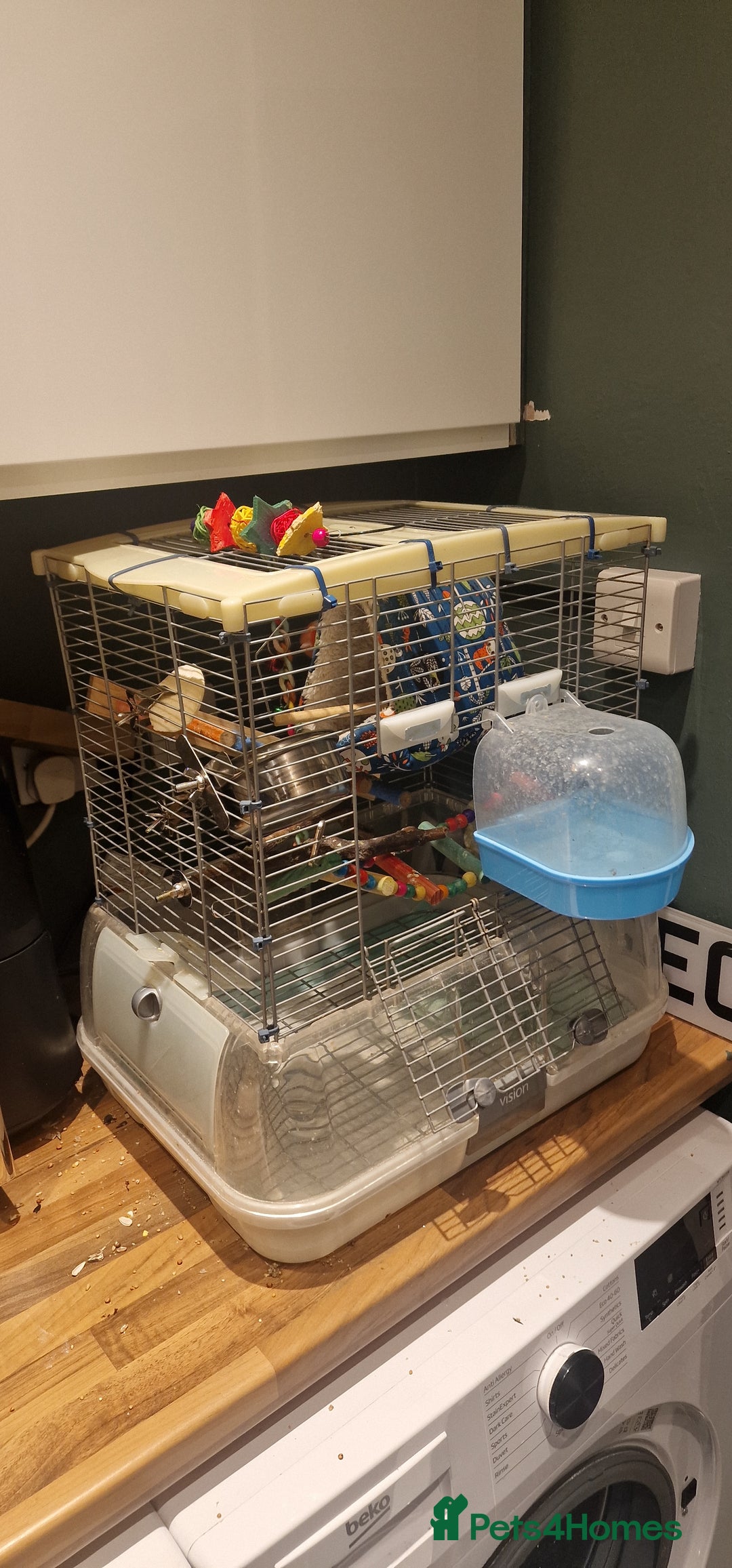 Lovebirds birds for sale: Love Bird for sale - Advert 2