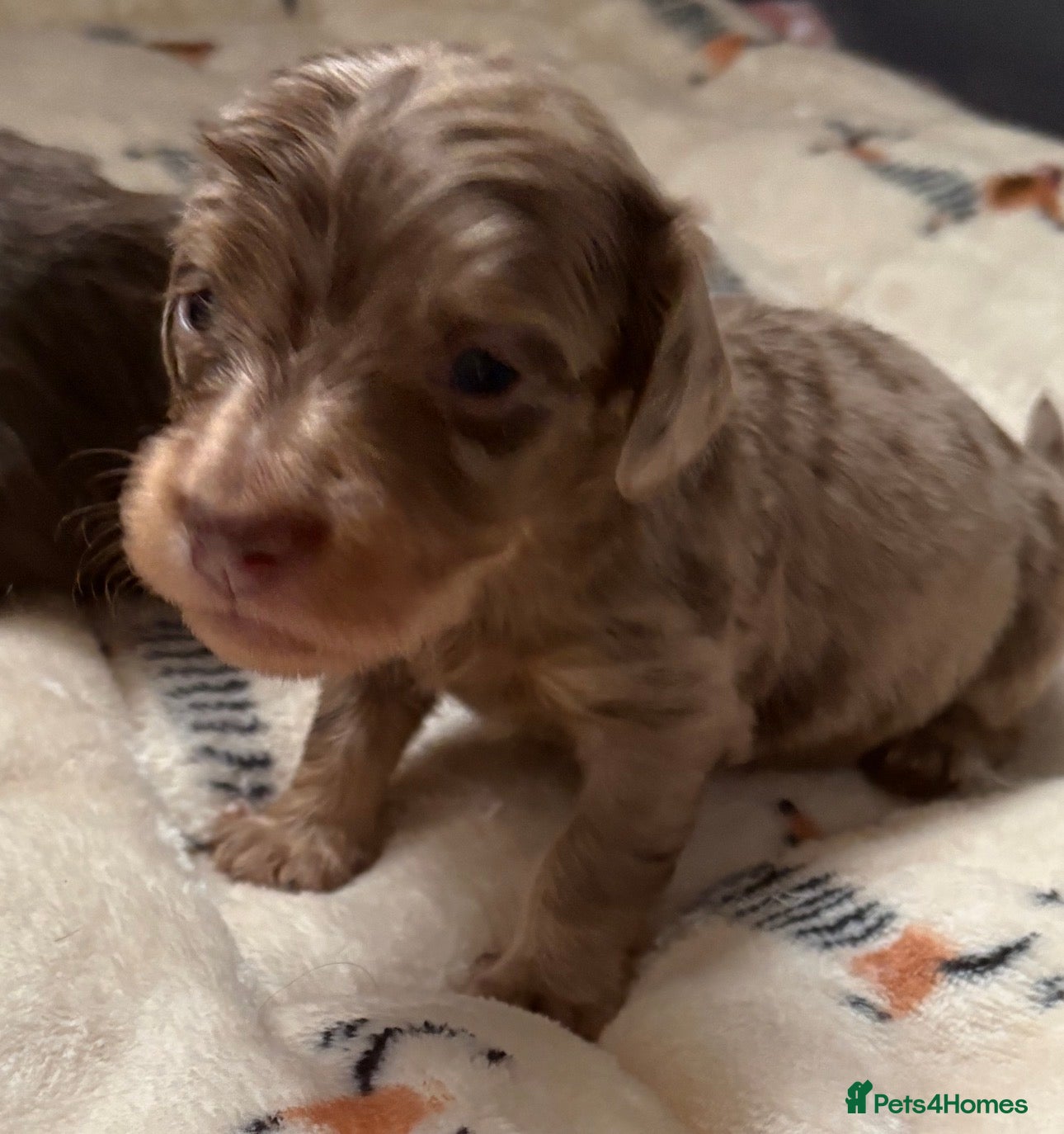 Miniature Dachshund dogs Beautiful long hair miniature dachshund pups - Advert 4