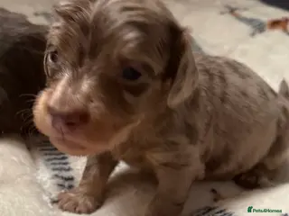 Miniature Dachshund dogs Beautiful long hair miniature dachshund pups - Advert 4