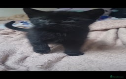 Mixed Breed cats for sale: 2 8wk old kittens  - Image 4