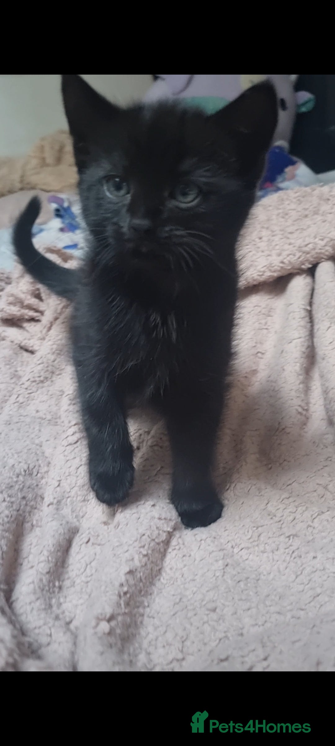 Mixed Breed cats for sale: 2 8wk old kittens  - Image 4