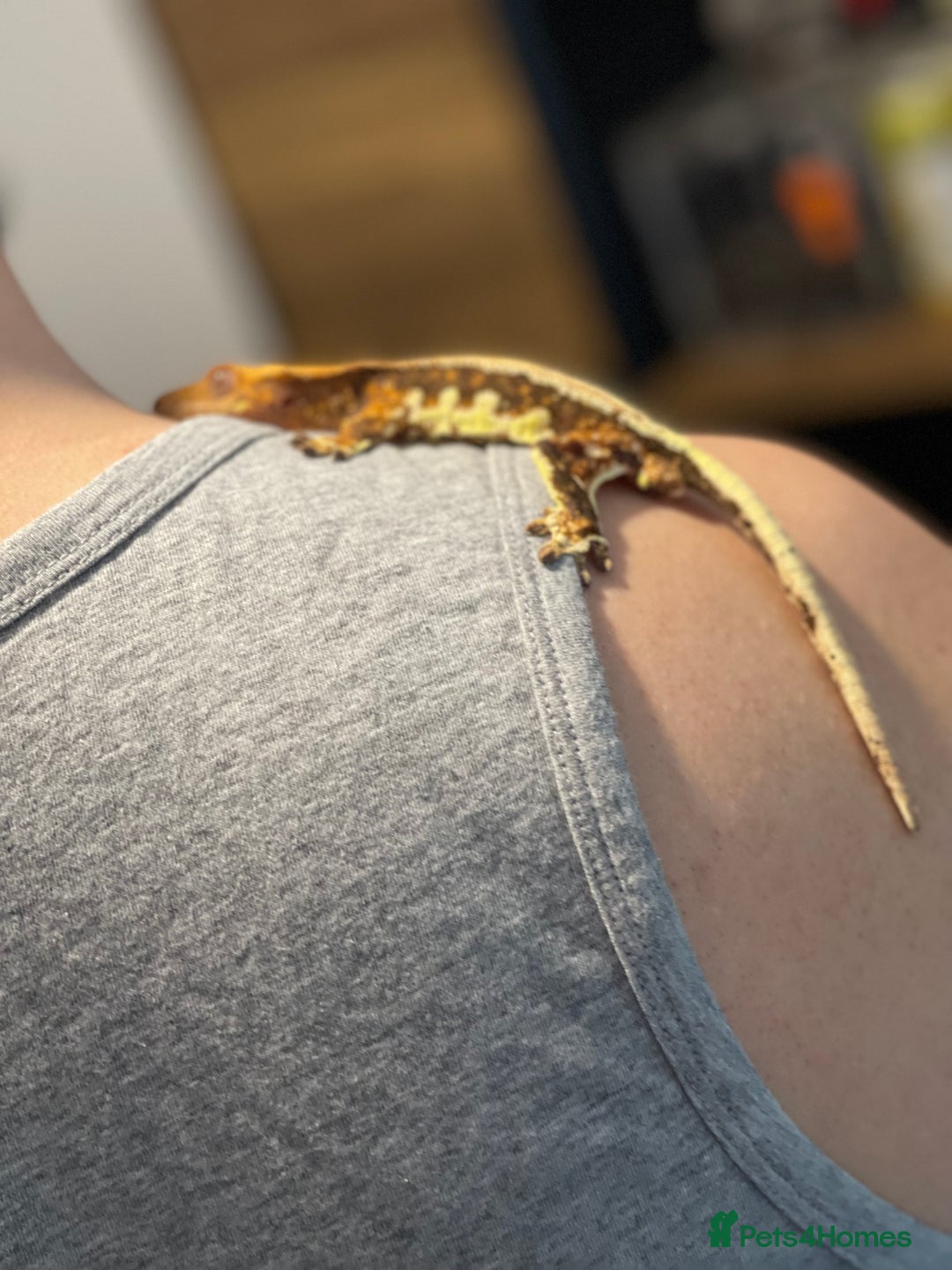 Gecko reptiles for sale: Crested Gecko - Advert 23